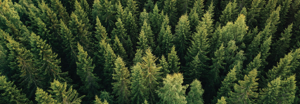 Aerial view of forest